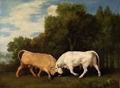 Bulls Fighting 1786 By George Stubbs
