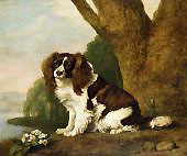 Fanny a Brown and White Spaniel By George Stubbs