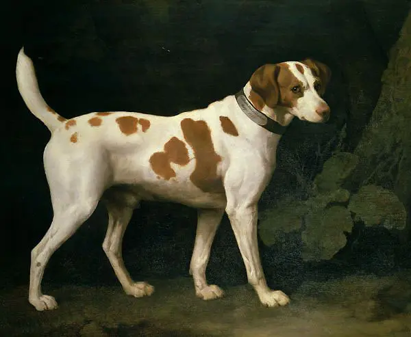 Portrait of a Hound belonging to William Pitt By George Stubbs