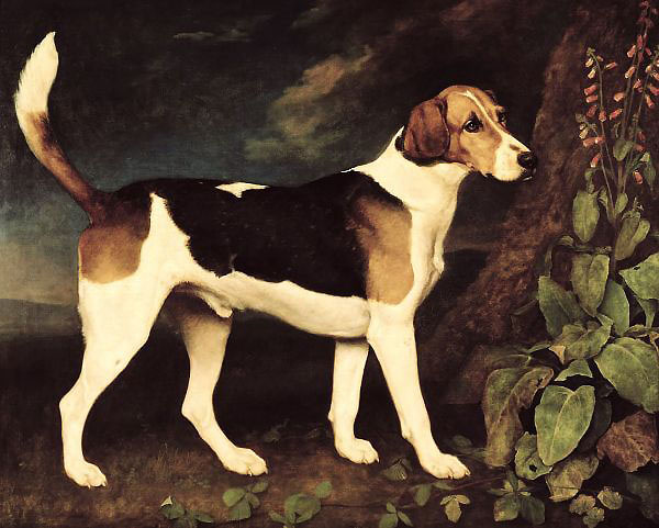Ringwood a Brocklesby Foxhound 1792 | Oil Painting Reproduction