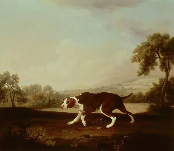Spanish Pointer By George Stubbs