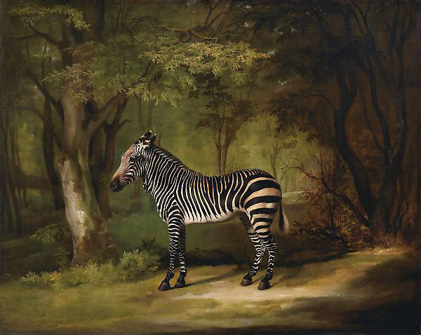 The Zebra 1763 by George Stubbs | Oil Painting Reproduction