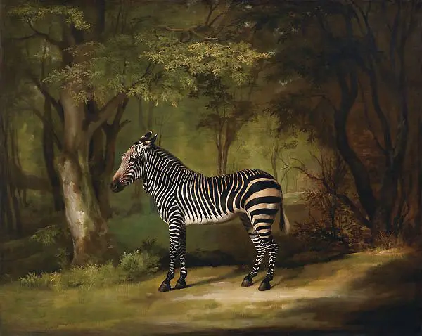 The Zebra 1763 By George Stubbs