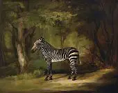 The Zebra 1763 By George Stubbs