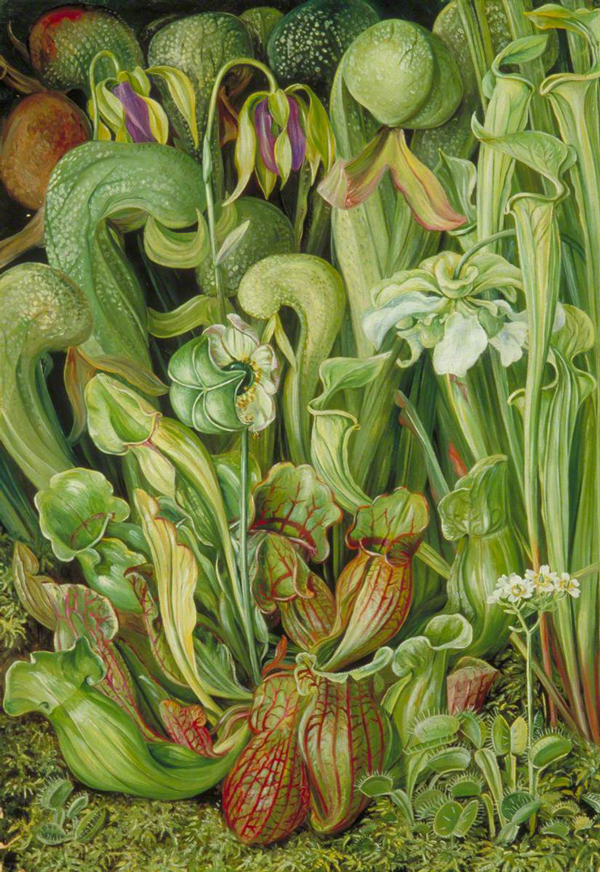 North American Carnivorous Plants | Oil Painting Reproduction