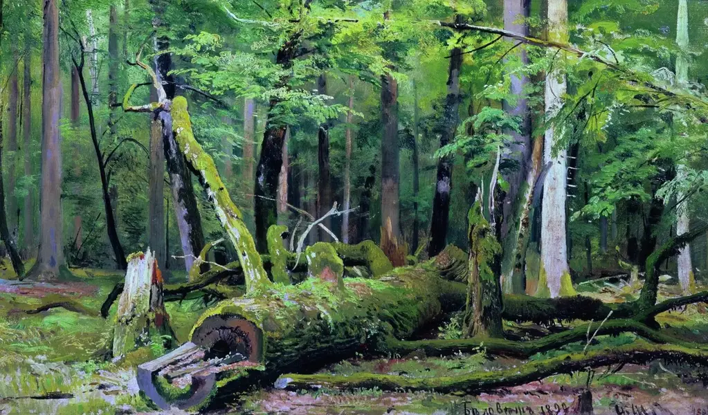 A Felled Oak Tree in Belovezhskaya Pushcha 1892 By Ivan Shishkin