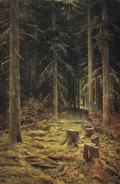 Coniferous Forest 1873 By Ivan Shishkin