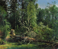 Felled Tree 1875 By Ivan Shishkin