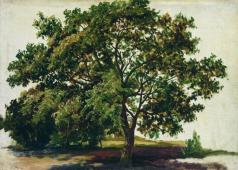 Oak 1889 By Ivan Shishkin