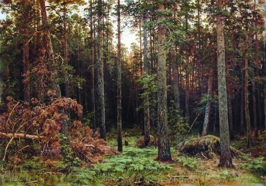 Pine Forest II 1885 by Ivan Shishkin | Oil Painting Reproduction