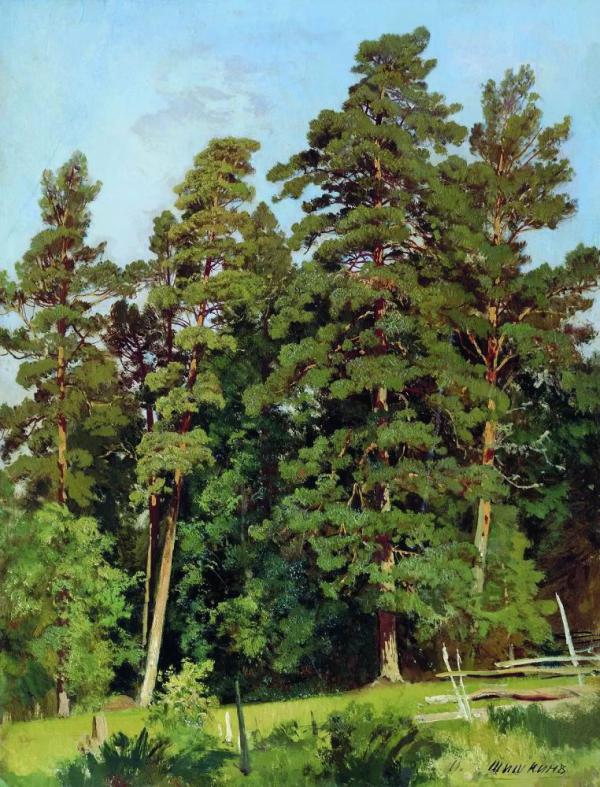 Pine Forest IV by Ivan Shishkin | Oil Painting Reproduction