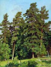 Pine Forest IV By Ivan Shishkin