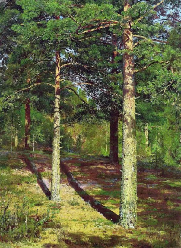Pine Trees Illuminated by the Sun 1886 | Oil Painting Reproduction