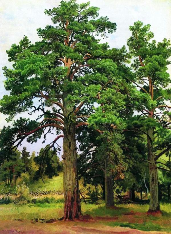 Pine Without the Sun 1890 by Ivan Shishkin | Oil Painting Reproduction