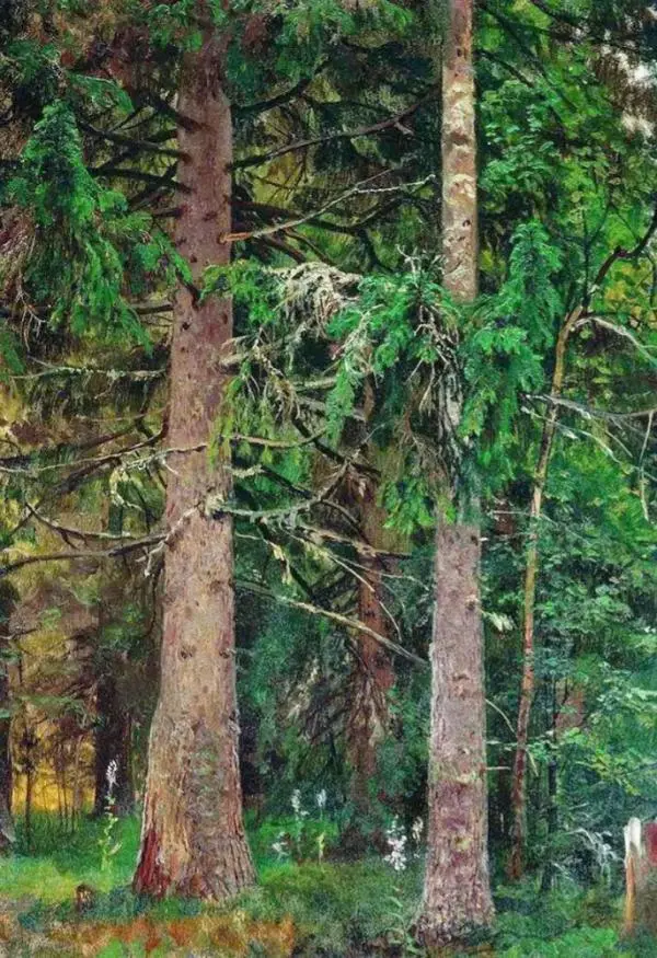 Spruce Forest 1890 By Ivan Shishkin