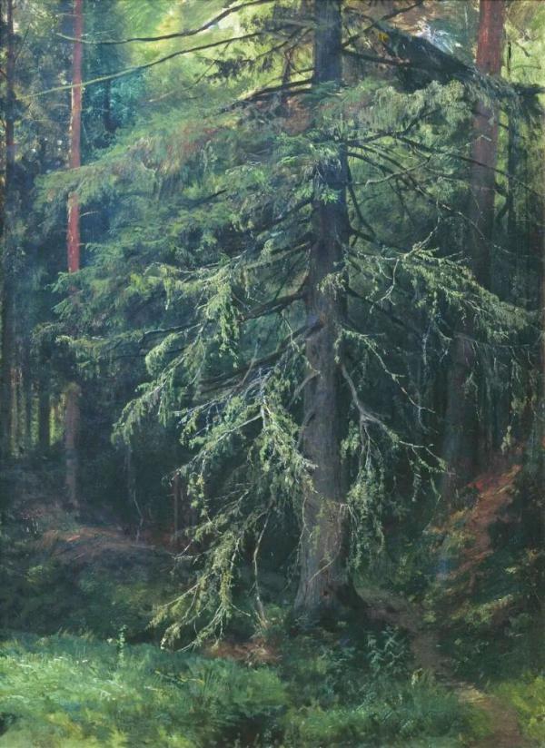 Spruce by Ivan Shishkin | Oil Painting Reproduction