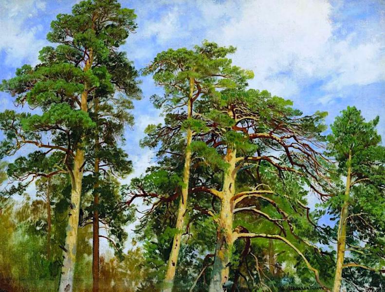 The Tops of the Pines 1890 by Ivan Shishkin | Oil Painting Reproduction