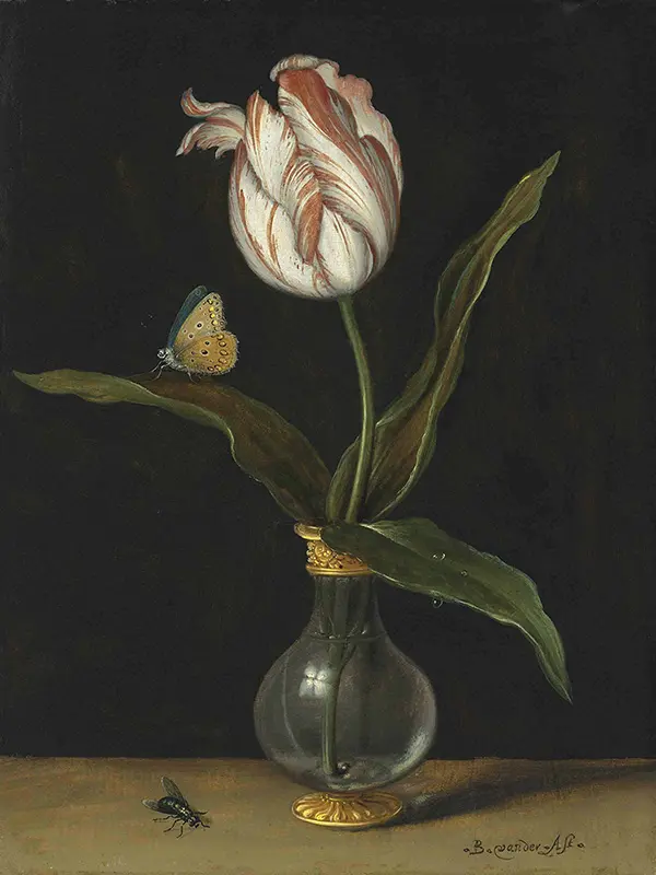 The Zomerschoon Tulip By Balthasar van der Ast
