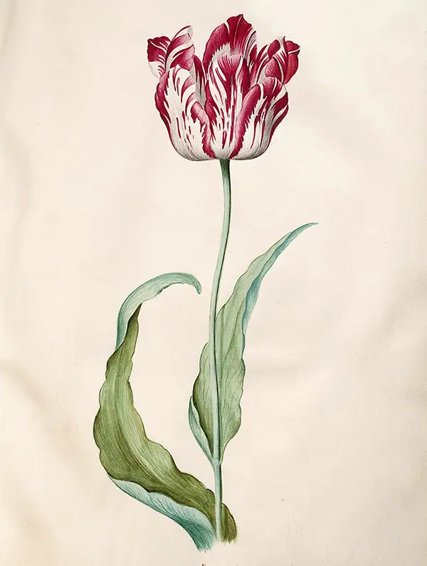 Tulip from Tulip Book, 1643 By Judith Leyster