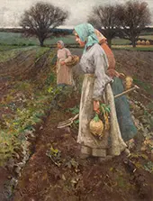 The Turnip Field By Robert McGregor