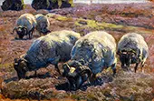 Grazing Sheep in Sunny Heath By Heinrich von Zugel