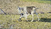 A Goat with her Kid 1890 By Giovanni Segantini