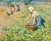 The Bean Harvest By Helen Galloway McNicoll