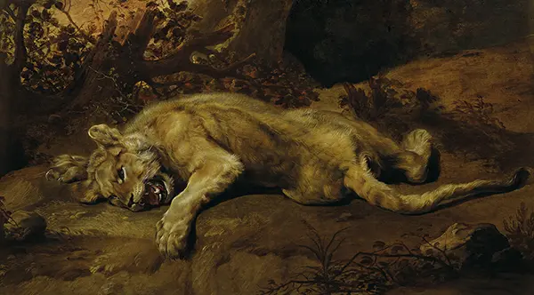 Lying Lioness By Frans Snyders