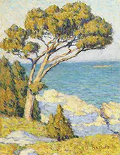 Monterey Cypress Coastal By Mary Bradish Titcomb