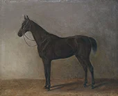 Brown Gelding 1834 By Albrecht Adam