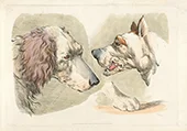 Two Dogs Heads and a Paw By Henry Alken