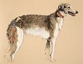 Borzoi 1930 By Cecil Aldin