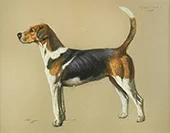 Cynthia a Foxhound 1914 By Cecil Aldin