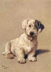 Sealyham Terrier Puppy By Cecil Aldin