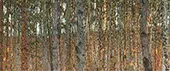 Beech Forest Landscape By Gustav Klimt