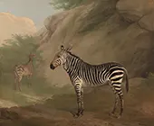 Zebra 1803 By Jacques-Laurent Agasse