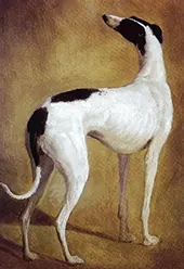 Study of a Greyhound By Jacques-Laurent Agasse