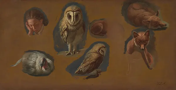 Studies of a Fox a Barn Owl a Peahen and the Head of a Young Man 1815 By Jacques-Laurent Agasse