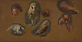 Studies of a Fox a Barn Owl a Peahen and the Head of a Young Man 1815 By Jacques-Laurent Agasse