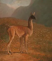 Guanaco 1848 By Jacques-Laurent Agasse