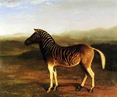 A Male Quagga from Africa 1800 By Jacques-Laurent Agasse