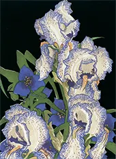 Pencilled Irises Notecard By Franklin Carmichael