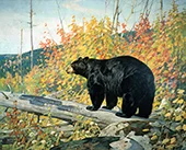 American Black Bear 1929 By Carl Rungius