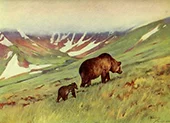 Bears Walking in Basin By Carl Rungius