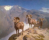 Big Horn Sheep on Wilcox Pass 1912 By Carl Rungius
