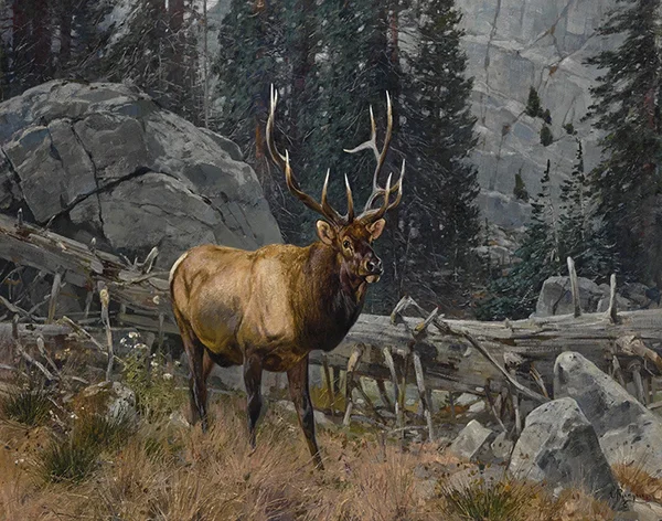 Bull Elk in the High Country By Carl Rungius