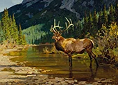 In His Prime c1940 By Carl Rungius