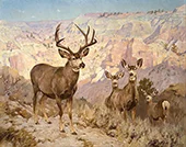 Mule Deer in the Badlands Dawson County Montana 1914 By Carl Rungius