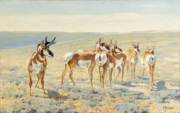 Pronghorn Antelope c1900 By Carl Rungius