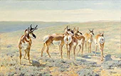 Pronghorn Antelope c1900 By Carl Rungius